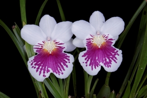 Miltoniopsis phalaenopsis	 Sycamore Creek AM/AOS 83 pts.